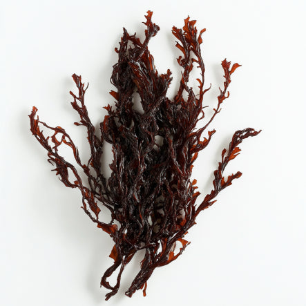 Okonokai Sea Snacks of Hawaii - Dried Red Limu Seaweed